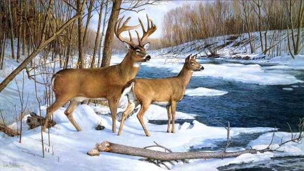 Лось косуля и Северный олень