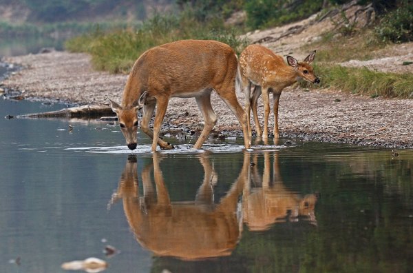 Косуля на водопое