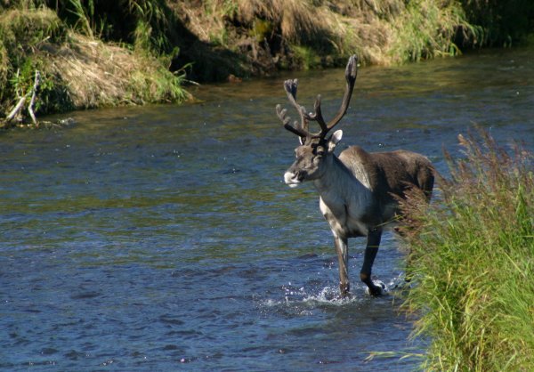 Оленьи ручьи Лось