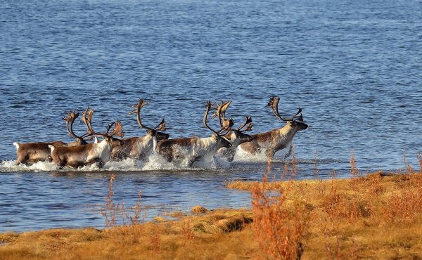 Северный олень Байкальский заповедник