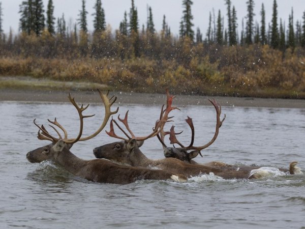 Северный олень плывет