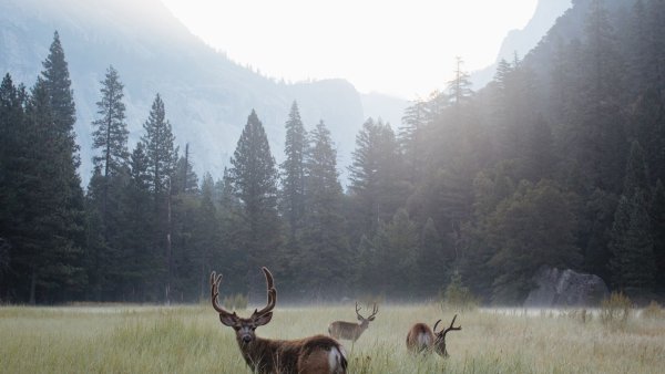 Олень вдалеке