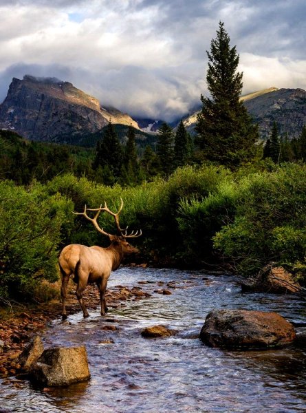 Маральник на Алтае