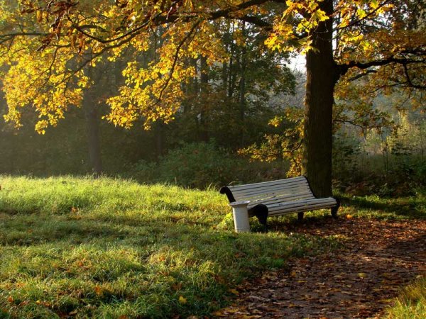 Скамейка в парке