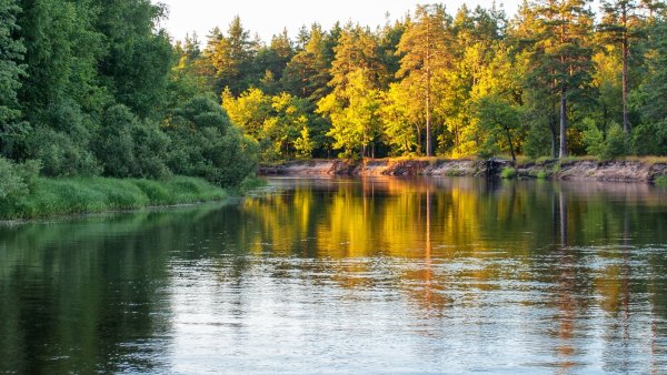 Мещера Окский заповедник