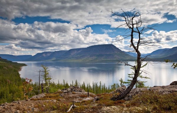 Оз лама Таймыр