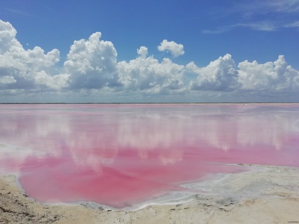 Розовое озеро в Калмыкии Адык