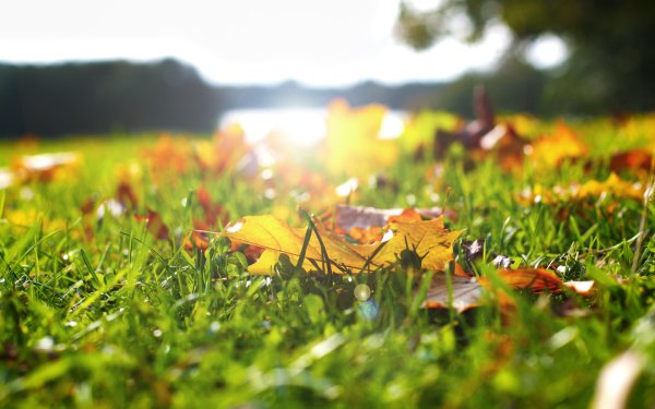 Осень тепло солнце листья