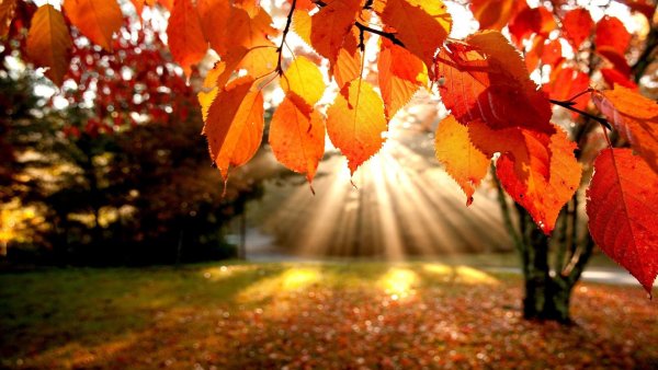 Осеннее солнце