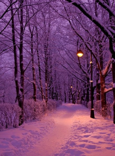 Зимний парк