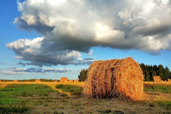 Август фото