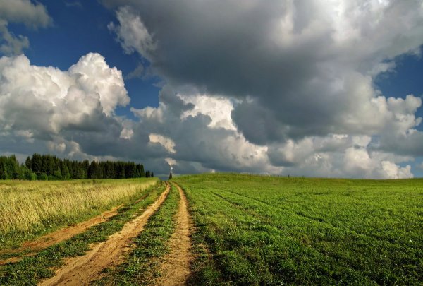 Поля августа природа