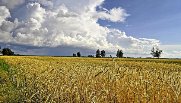 Хлебные поля Башкортостана