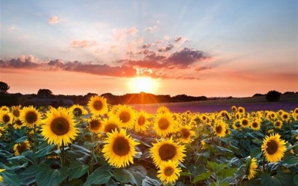 Серпень картинки