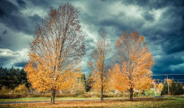 Деревья в октябре