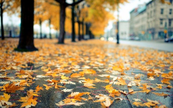 Осенний дождь