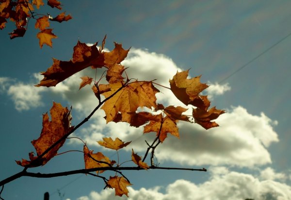 Осень ветер