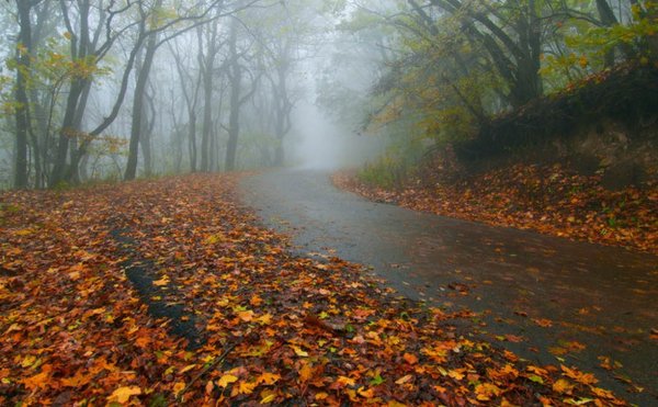 Дождливая осень