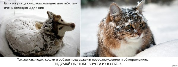 Помогите бездомным животным зимой