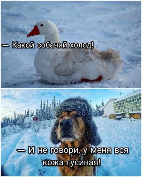 Доброе морозное утро с юморком