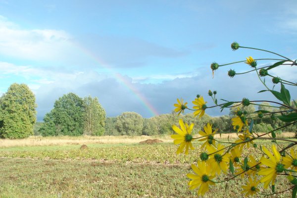 Жаркое лето природа