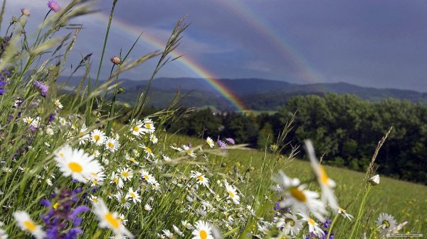 Ромашковое поле