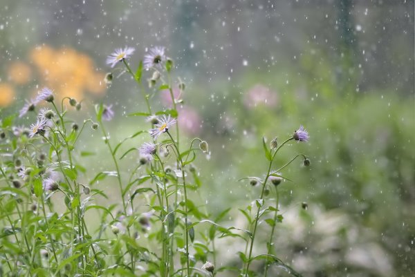 Дождливое лето