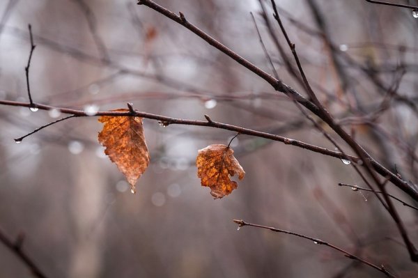 Ноябрь дождь