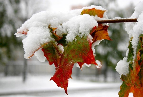 Снежная осень