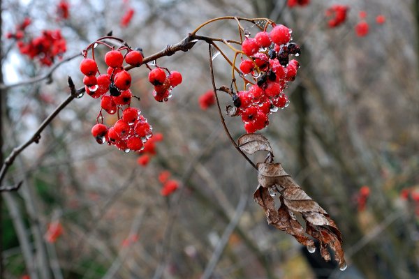 Поздняя осень рябина