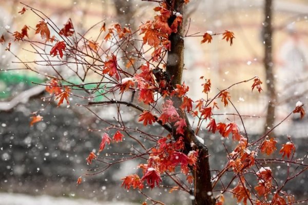 Первый снег с дождем