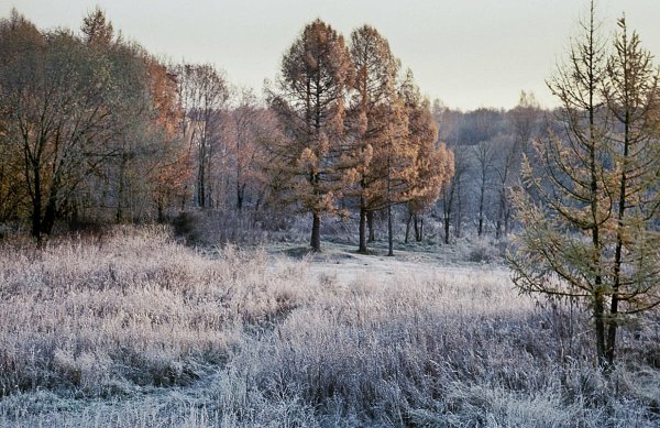 Первые заморозки в природе