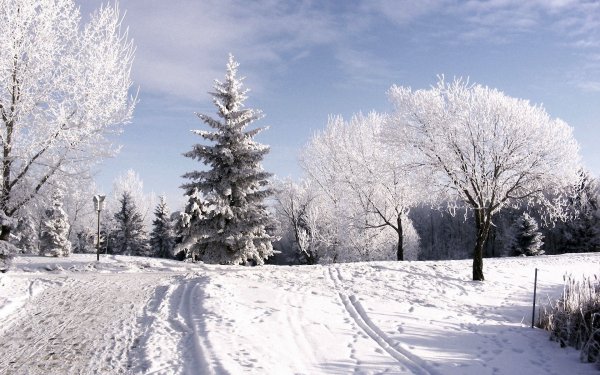 Январь природа