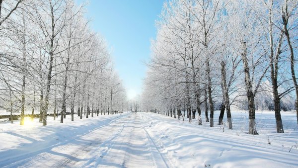 Снежная аллея