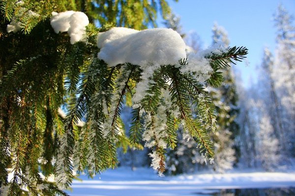 Декабрь природа
