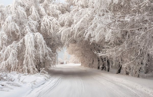 Деревья в снегу