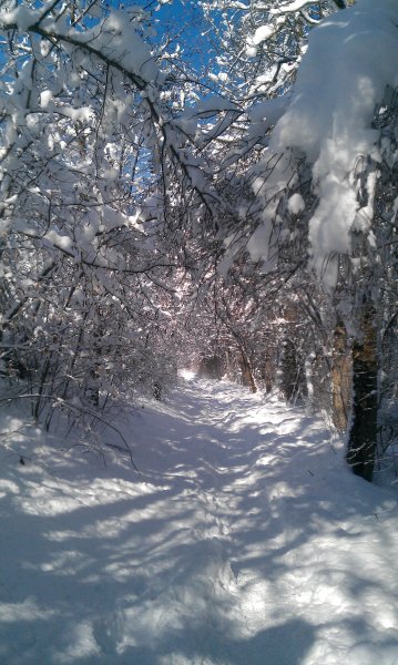 Лес в снегу