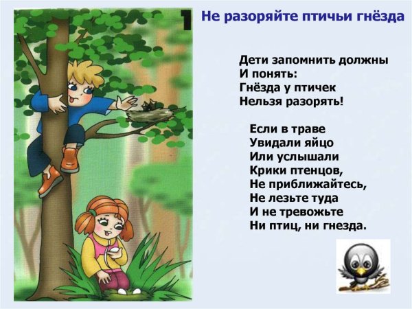 Не разоряйте птичьи гнезда