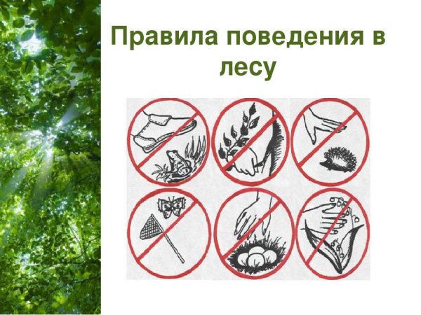 Правила поведения в лесу