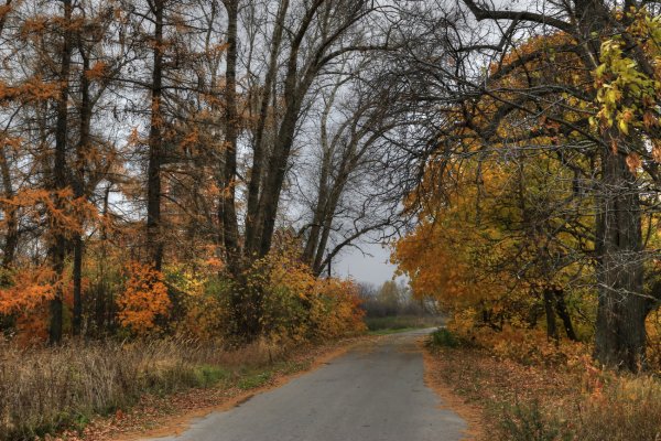 Осенний лес пасмурно