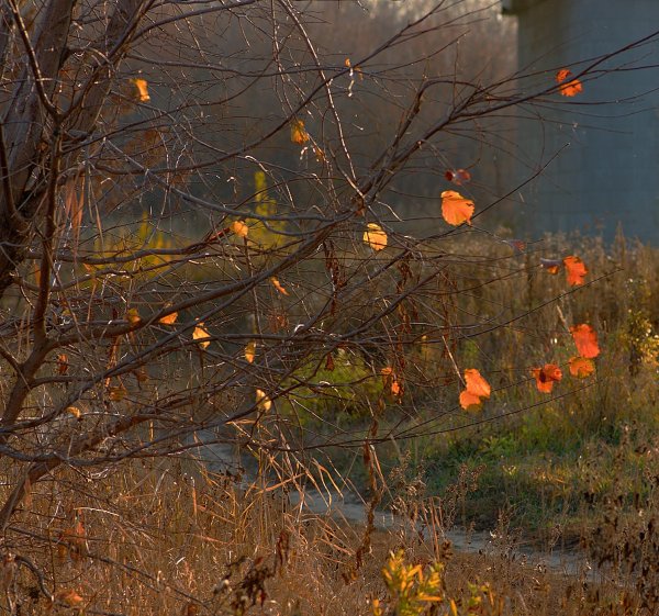 Осень пасмурно