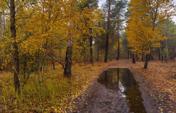 Осень пасмурный день