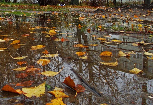 Лужи осенью