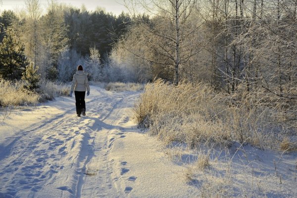 Прогулка по лесу зимой