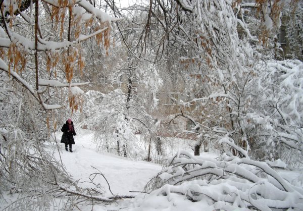 Прогулка по снежному лесу