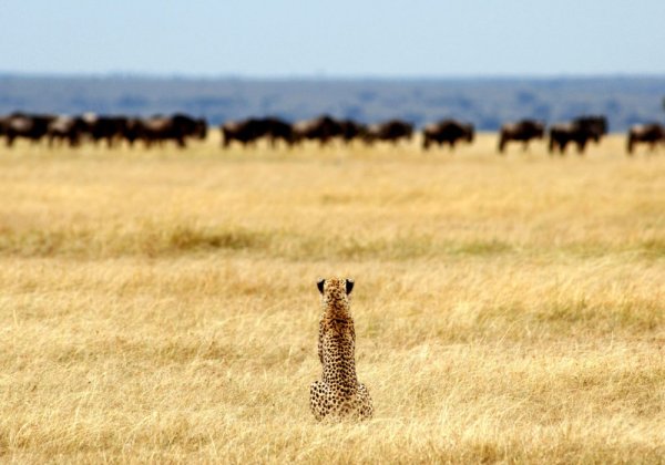 Национальный парк Серенгети Танзания