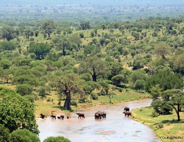 Национальный парк Тарангире Танзания животные