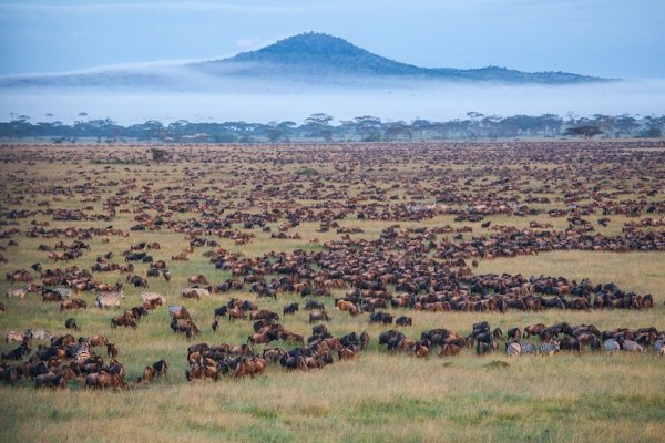 Национальный парк Серенгети, Танзания, Африка