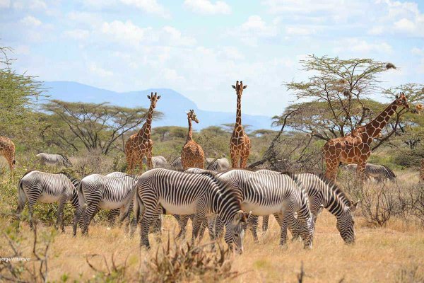 Заповедник Самбуру
