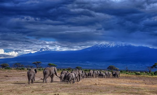 Танзания сафари Килиманджаро
